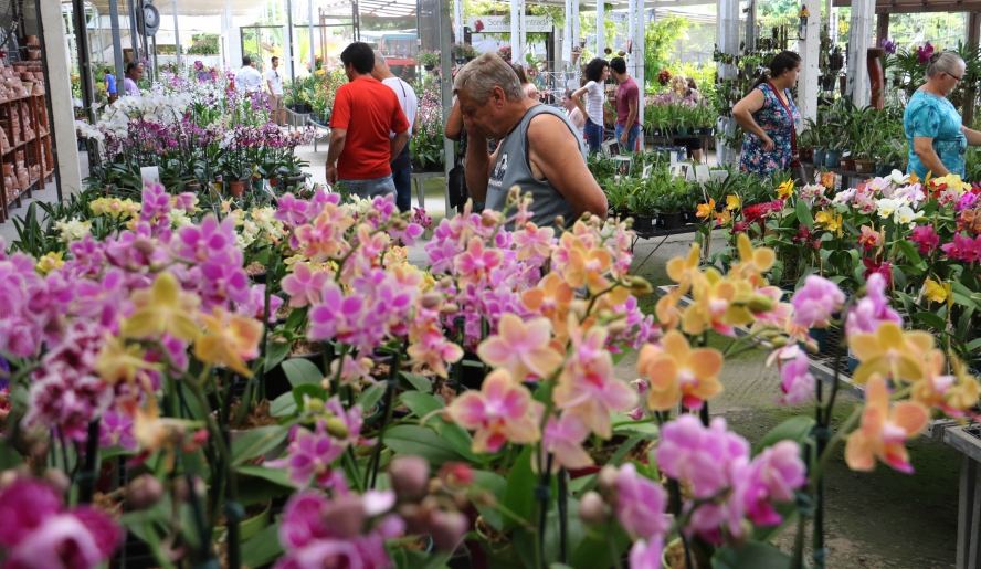 Festival de Pipa em Mogi na Avenida das Orquídeas 