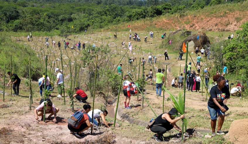 Servidores da Prefeitura fizeram o plantio de 500 mudas na região, o que garantirá um aumento da cobertura verde do local (Divulgação/PMMC)