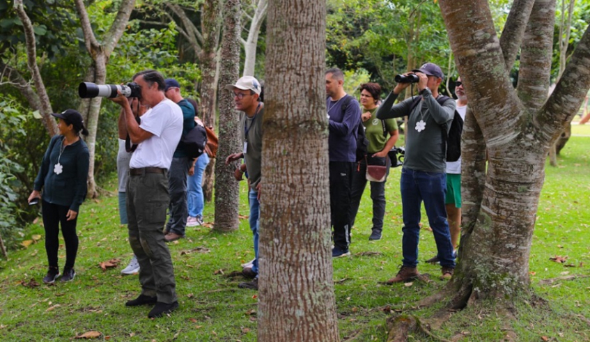 Primeira edição do Projeto Passarinhando ocorreu no dia 17 de fevereiro, no Parque Centenário, com a observação do Tiê-Sangue (Warley Kenji/PMMC)