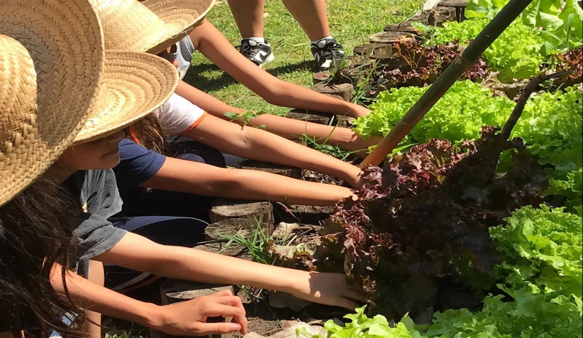 Os alunos participaram de apresentações dos canteiros orgânicos, identificaram espécies cultivadas e realizaram a colheita. (Divulgação/PMMC)