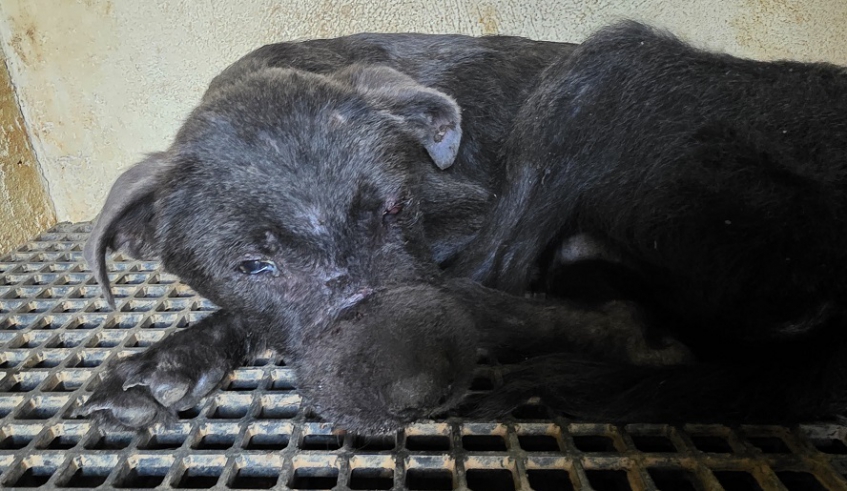 Cachorro Guerreiro era vítima de maus-tratos, mas foi resgatado e agora está em recuperação no Núcleo de Bem-Estar Animal (Nubea) (Divulgação/PMMC)
