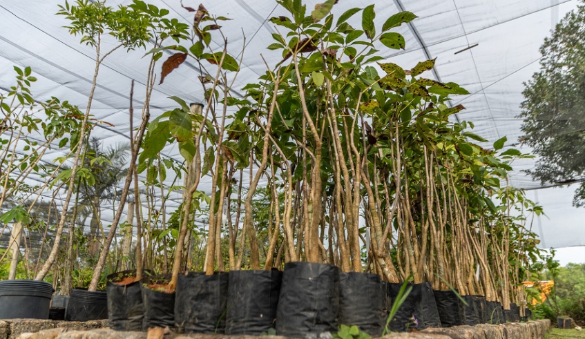 Cidadãos podem retirar até três mudas por CPF, mediante cadastramento: objetivo é acompanhar o crescimento da arborização em Mogi das Cruzes (Divulgação/PMMC)