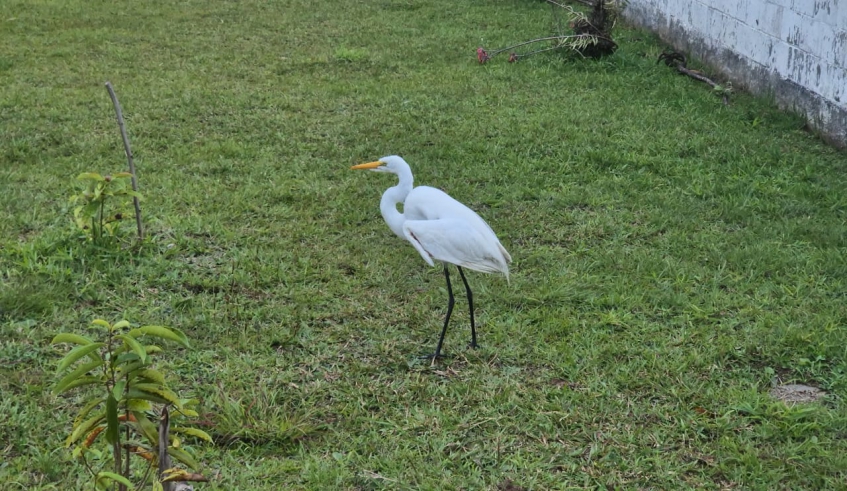 Garça é resgatada com apoio do Centro de Controle de Zoonoses (Divulgação - PMMC)