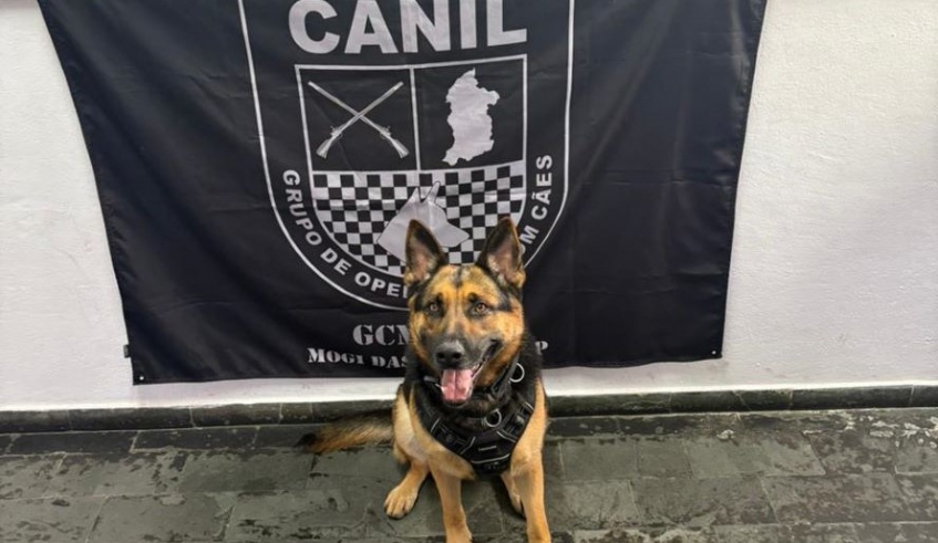 Apreensão de entorpecentes em Cezar de Souza foi possível após varredura realizada pela cachorra Mamba, do Canil da Guarda Civil Municipal de Mogi das Cruzes (Divulgação/PMMC)