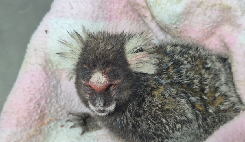 Sagui foi devolvido ao seu habitat, no Parque Centenário, por equipe do Centro de Controle de Zoonoses (Divulgação - PMMC)