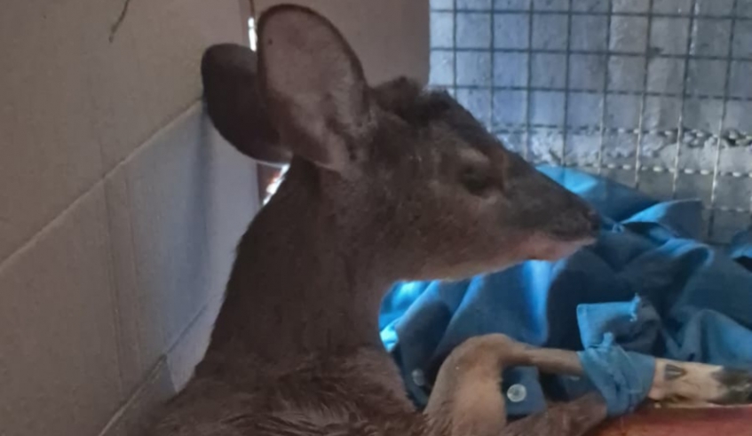 Veado-catingueiro foi resgatado pelo Centro de Controle de Zoonoses, após ter sido atacado por cães, mas não resistiu aos ferimentos (Divulgação - PMMC)