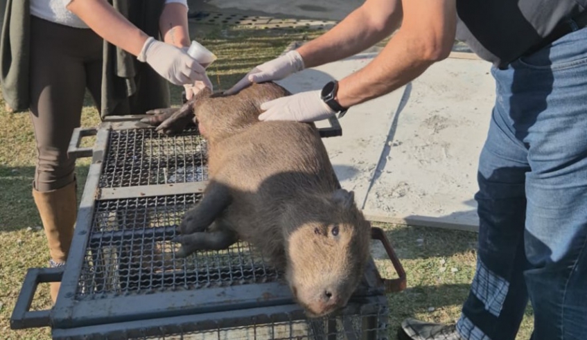 Filhote de capivara machucado foi resgatado pela equipe do Centro de Controle de Zoonoses (Divulgação - PMMC)