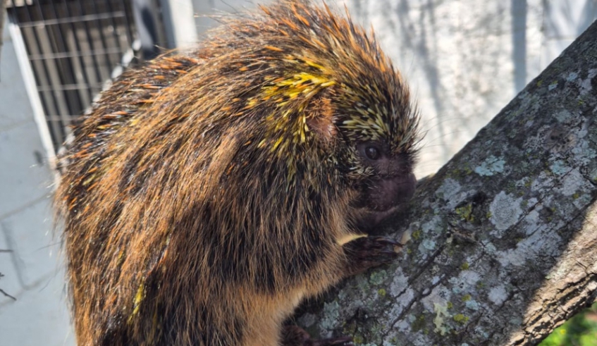 Ouriço é resgatado pelo Centro de Controle de Zoonoses, em Jundiapeba (Divulgação - PMMC)