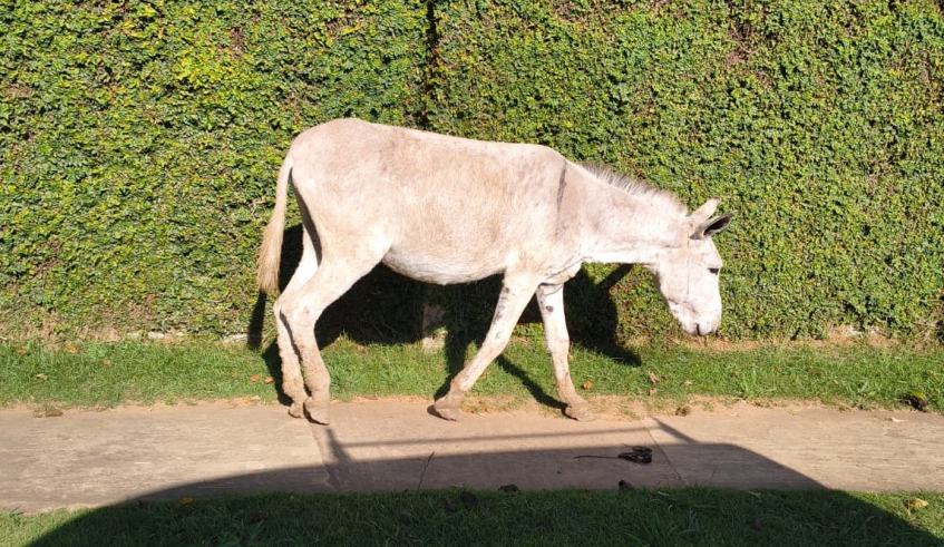Núcleo de Bem-Estar Animal (Nubea) possui protocolos específicos para o atendimento a casos de animais de grande porte que estejam soltos na cidade (Divulgação/PMMC)