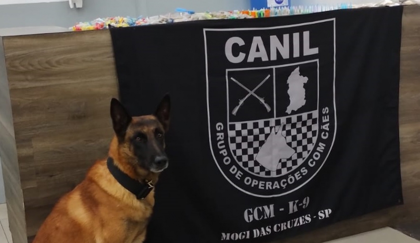 Foram apreendidas 812 porções de entorpecentes na operação no Jardim Margarida, que contou com a participação do cão Raio, do Canil da Guarda Civil Municipal (Divulgação/PMMC)