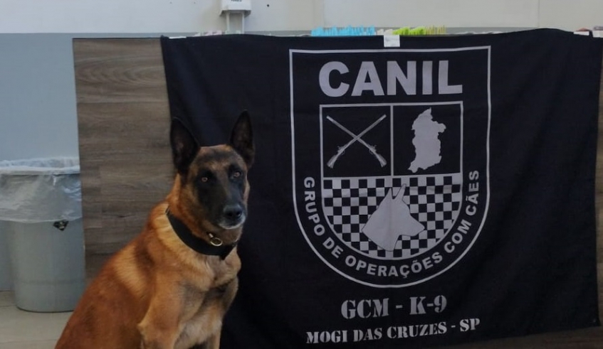 Localização e apreensão de entorpecentes no Conjunto Santo Ângelo teve a participação do Canil da Guarda Civil Municipal, com o cão Raio (Divulgação/PMMC)
