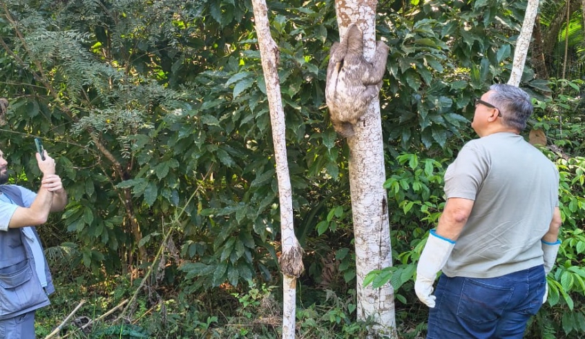 O diretor da Vigilância em Saúde da Prefeitura de Mogi das Cruzes, veterinário Jefferson Leite, realizou a soltura do bricho-preguiça no Parque Municipal (Divulgação/PMMC)