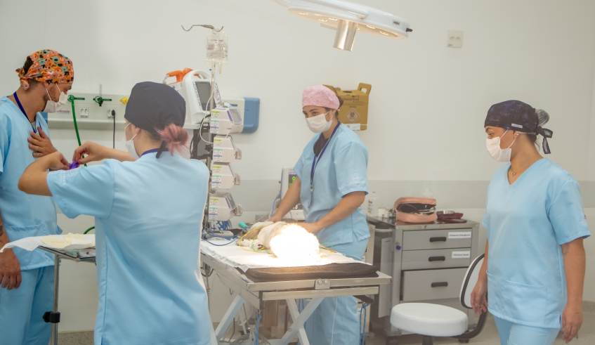 Hospital já vem realizando cirurgias, com os animais recebendo todos os cuidados da equipe veterinária, formada por profissionais experientes (Divulgação/PMMC)