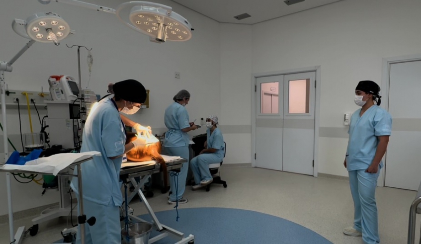A cirurgia foi um sucesso e atualmente o cachorro Marrom está se recuperando, sendo acompanhado pela equipe de enfermeiros do Hospital Pró-Pet (Divulgação/PMMC)