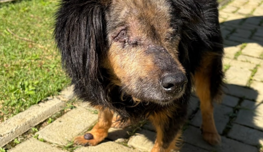 Outro animal que pode ser adotado é o Baiano, recolhido em 2026 na Chácara dos Baianos, super dócil com as pessoas e com outros animais (Divulgação/PMMC)
