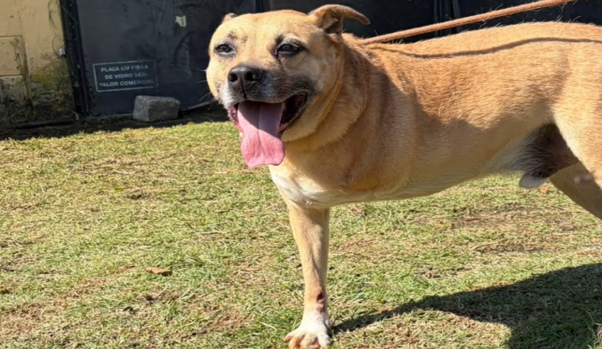 Um dos pets que pode ser adotado é o Hermes, que tem aproximadamente 5 anos, adora brincar com bolinhas, mas não se dá bem com outros animais (Divulgação/PMMC)