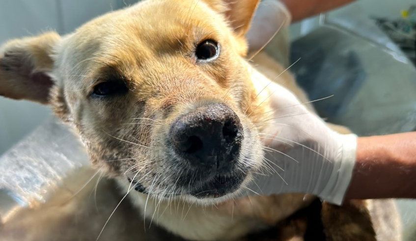 DEPOIS: Atendimento por parte dos veterinários proporcionou a retirada de todos os espinhos e o cachorro se recuperou muito bem (Divulgação/PMMC)