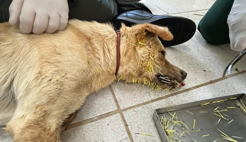 ANTES: um dos cachorros atendidos no Nubea estava com vários espinhos no rosto, mas recebeu cuidados por parte dos veterinários (Divulgação/PMMC)